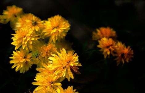 后花园的雏菊开花视频