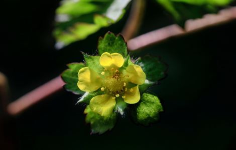 芒果回家视频永久回家现在改了吗